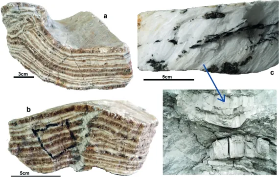 Figure 7 - Samples of evaporites of the Ipubi Formation. a) Folded, laminated gypsum that has been  deformed due to diagenetic processes (gypsum dehydration/anhydrite hydration); b) folded, laminated  gypsum with a fracture that has been filled by fibrous 