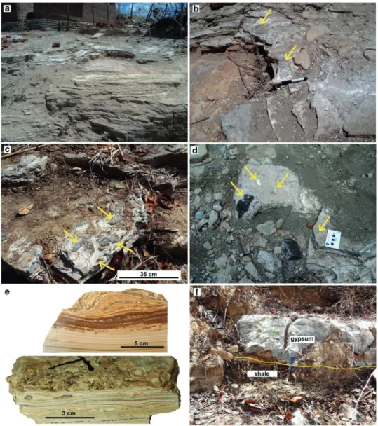 Figure 3 - Details of the C6 laminated limestone that marks the top of the Crato Formation in the  Porteiras, Nova Olinda and Satana do Cariri regions