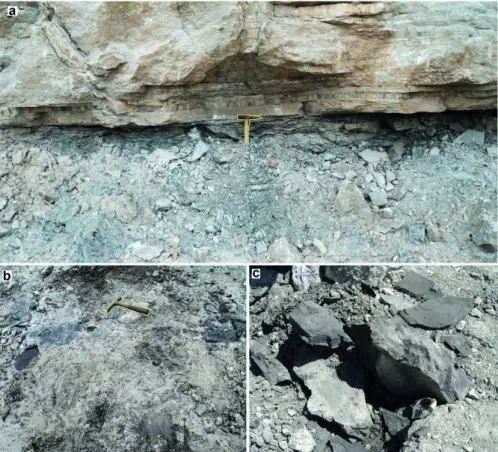 Figure 4 - Detail of the black shale that compose the base of the Ipubi Formation in outcrops  and quarries in the Araripina (Fig