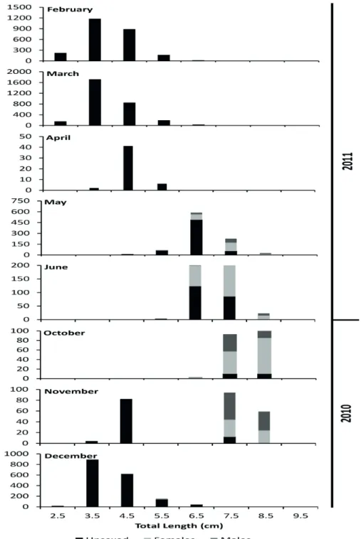 Figure 3 - Total length frequency distribution by sampling month of Anchoa tricolor in the Estuarine  Complex of Paranaguá, southern Brazil.