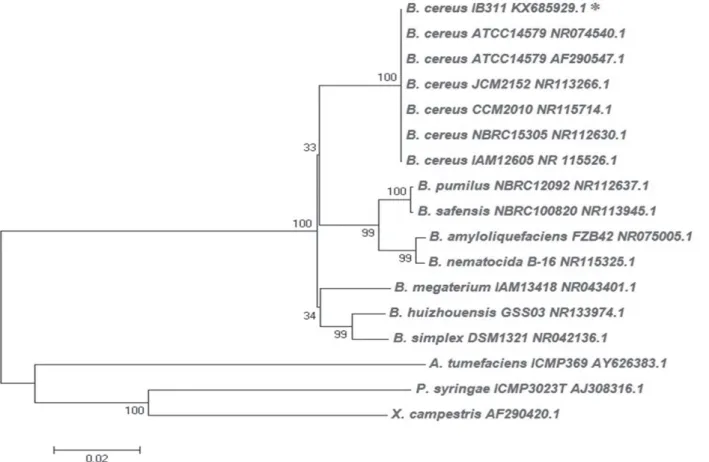 Figure 1 -  Neighbour-joining tree based on partial 16S rRNA gene sequences showing relationships of Bacillus cereus strain IB311  (denoted with asterisks) with other close homologous strains