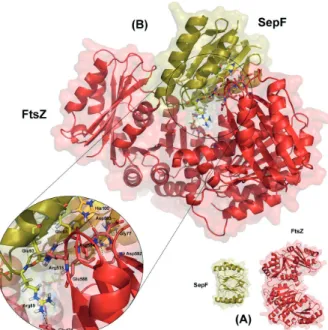 Figure 4 - Scheme that represents the interaction of SepF protein  with the domains of FtsZ