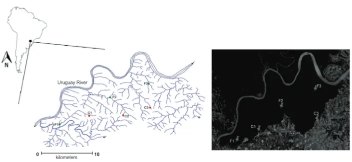 Figure 1 - Location of the sampled streams in forested (F1, F2, and F3) and converted areas (C1, C2, and C3) at Parque Estadual  do Turvo and adjacent areas, in Southern Brazil