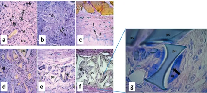 Figure 2 - Panoramic images representative of histological sections of the dorsal skin of rats at 7, 30, or 90 days after surgery  in animals from the Sham (a-c) or PU (d-f) groups, stained by Vanderbilt coloring at 400X magnification