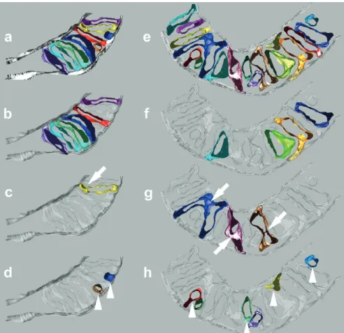 Figure 3 - Mitochondrial cristae alterations induced by VPA. Representative 3-D modeling  of mitochondria showed parallel and symmetrical cristae in control cells (a-c) with rare  small-detached cristae (d) (arrowheads), whereas VPA induced morphological a