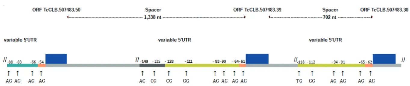 Figure 1 - Diagram of T. cruzi calmodulin locus and frequency of the mRNA variant sequences