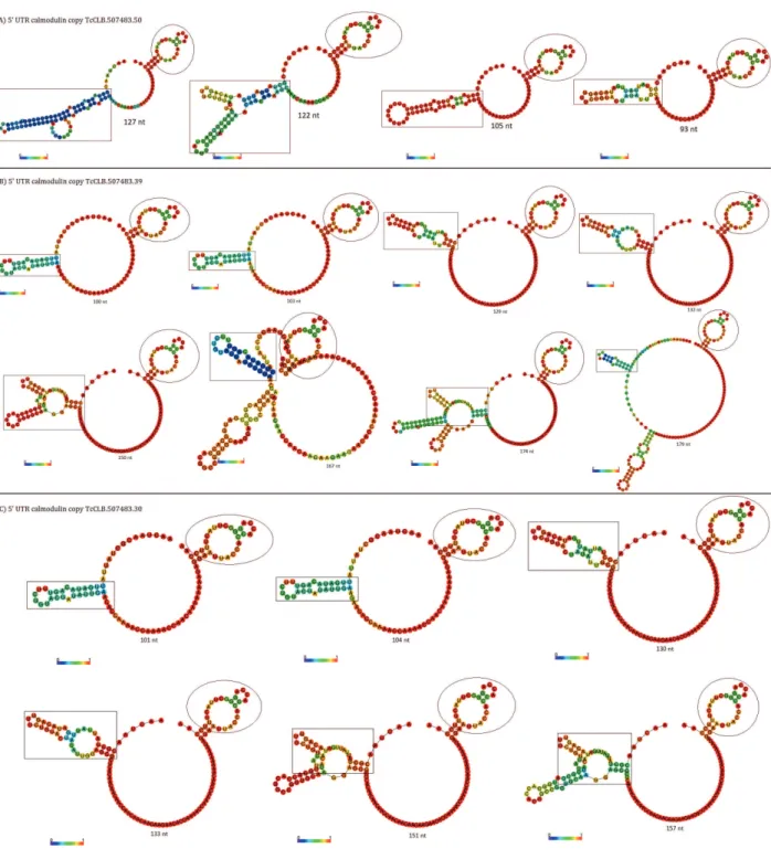 Figure 3 - Predicted mfe structure with base pairing probabilities for the calmodulin 5’ UTR in T