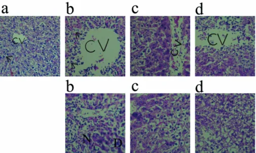 Figure 2 - Photomicrograph of the liver of rats assigned to four groups (a, b, c, d), a = control  (1% Tween 80, p.o