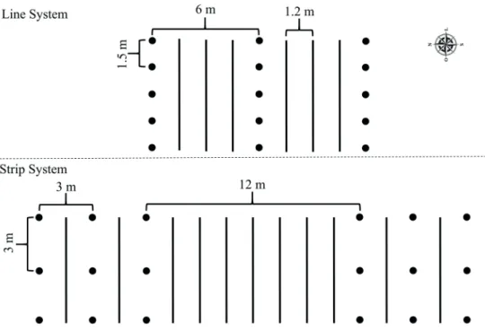 Figure 1 - A sketch of an experimental unit of line and strip systems. Black circles represent the trees; 