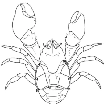 Figure 1 - Aegla marginata. Position of the anatomical  landmarks established on the dorsal surface of the carapace