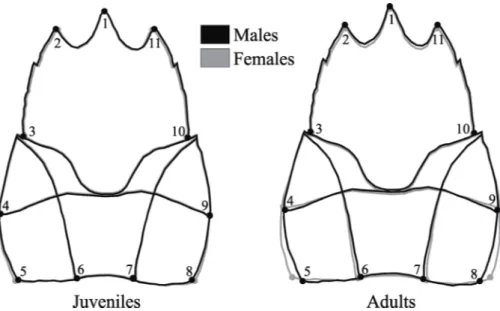 Figura 3 - Aegla marginata. Sexual dimorphism in the carapace shape of juveniles and  adults