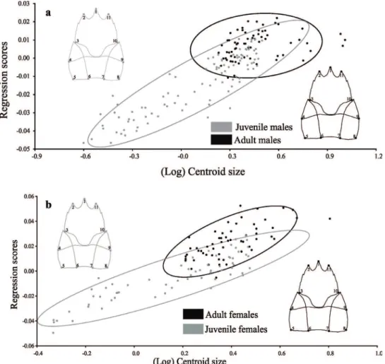 Figure 4 - Aegla marginata. Ontogenetic allometry in (a) male and (b) female carapace shape, based  on the multivariate regression of the symmetrical components of shape against logarithmized centroid  size.