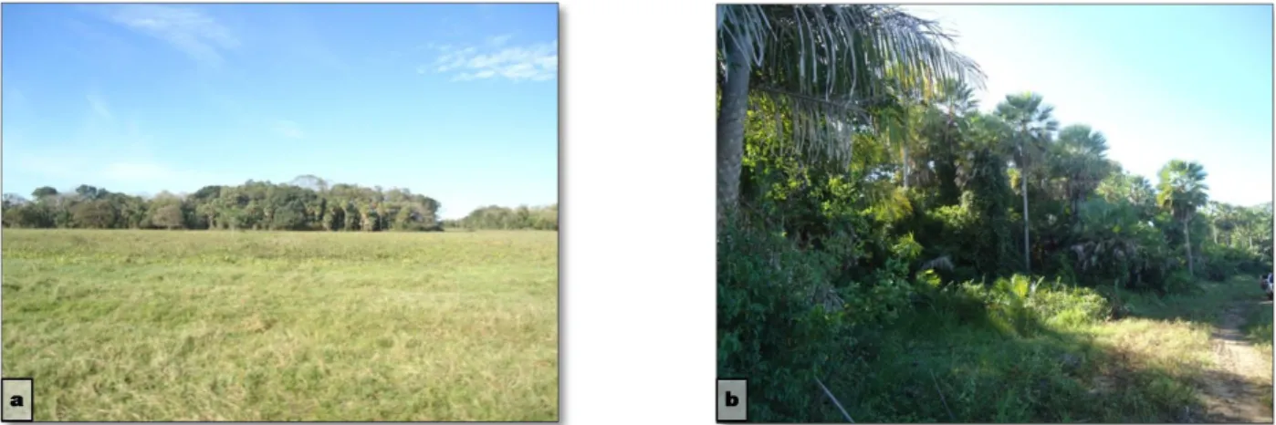 Figure 2 - Study sites in BEP (Base de Estudos do Pantanal): (a) banks of the Miranda River; (b) riparian forest of the banks of  the River Miranda.