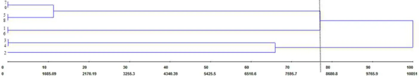 Figure 2 - UPGMA dendrogram of genetic dissimilarity among nine P. mucronata genotypes based on ISSR markers.