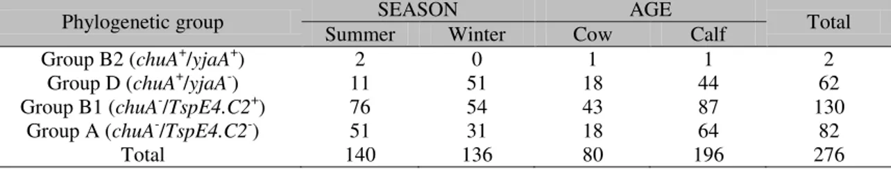 Table  2. Prevalence of the  phylogenetic  groups B2, D, B1, and  A of STEC  strains isolated from dairy  cattle, according to the season and animal age 