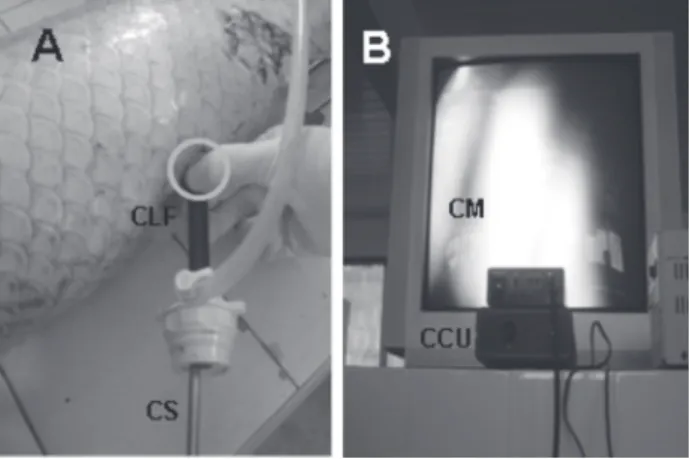 Figure 1 - Endoscopic examination through an abdominal incision. (A)  Anesthetized “pirarucu”