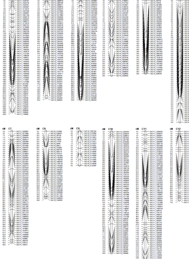 Figure 1. Genetic map of Oryza sativa L. based on a segregating population derived from the cross between the varieties IAC 165 × BRS  Primavera, composed of 1061 SNP markers