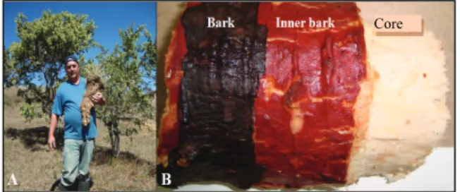 Figure 1. Cochlospermum regium (A) whole root and (B) root parts: 