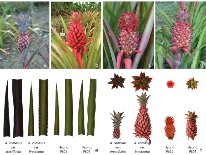 Figure 1. Parentals and hybrids of ornamental pineapple. a) Parental female (Ananas comosus var