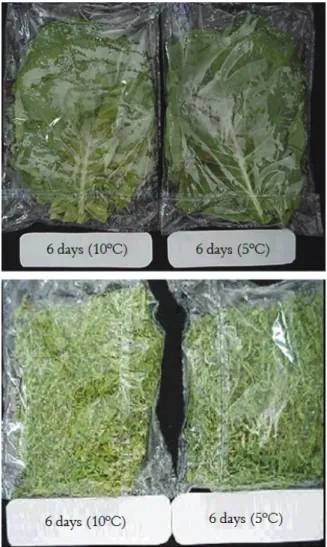 Figure 1. General appearance of whole cabbage leaves (left) and  minimally processed leaves (right) maintained for 6 days at 10  and 5°C