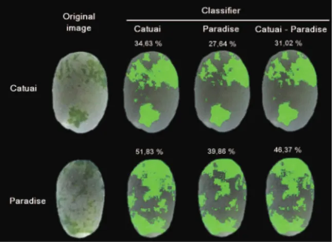 Figure 5 presents the results of the image  classification of the coffee seeds of the Catuai and  Paradise cultivars, submitted to the LERCAFE test,  applying the three classifiers