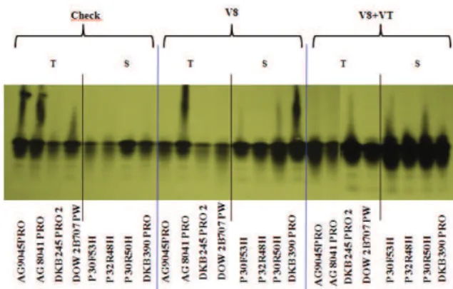 Figure 3. Electrophoretic pattern of lipoxygenase in maize  hybrids considered tolerant and susceptible to fungi that cause  grain rot; the use of fungicide in stages V8, V8 + VT and the  control produced in environment 2 in Guarapuava, Paraná State,  Braz