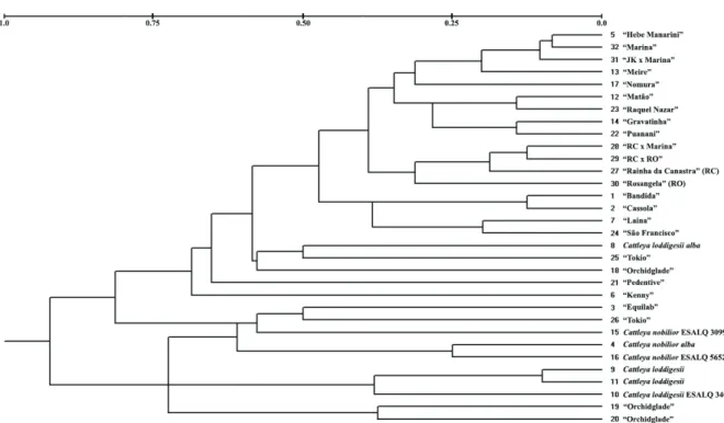 Figure 1. Dendrogram of 32 Cattleya genotypes, based on microsatellite data obtained by the UPGMA clustering method, based on the  matrix obtained using the Rogers modified distance