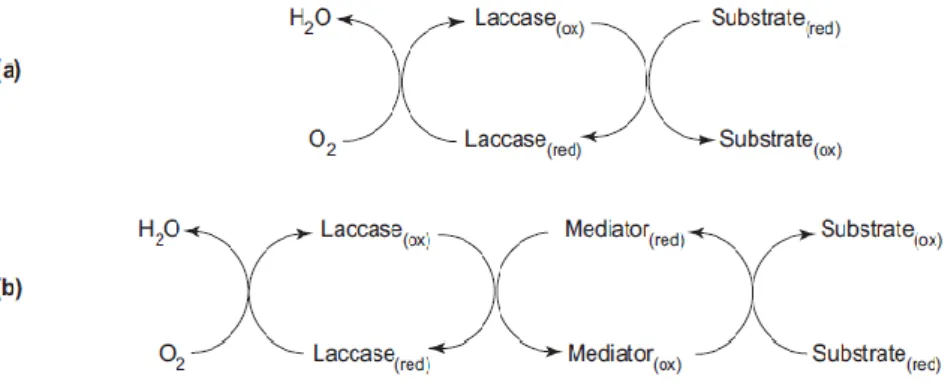 Figura  2  -  Mecanismo  catalítico  de  acção  da  lacase:  (a)  sem  a  presença  de  mediador  e  (b)  na  presença  de  mediador  (Riva, 2006)