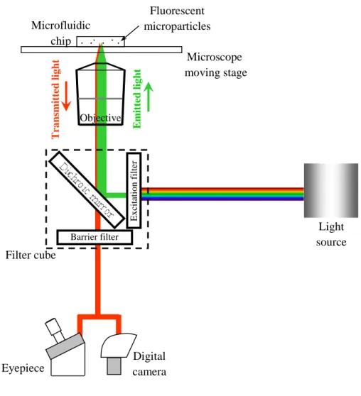 Figure 2.9. Schematic diagram of a generic optical system used in epi-fluorescence. 