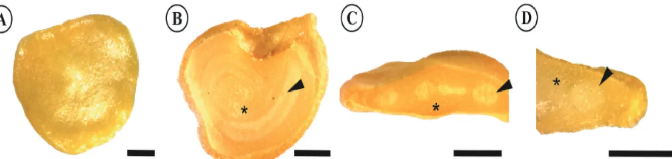 Figure 1 shows the morphological aspects of a  completely mature malagueta seed. The malagueta and  biquinho seeds presented similar morphologies; 
