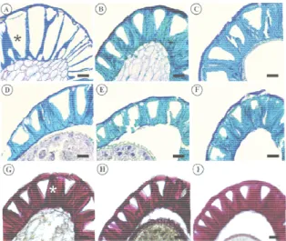 Figure 3. Cross seeds during diff 40 DAA; C - 55 DAA, stained w DAA; and I - 100 - 50 μm; *Tegma Regarding  indicated the p the seed tegum 4A and 5A)