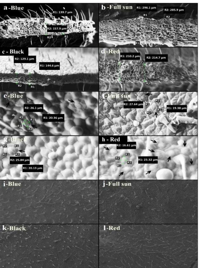 Figure 3 - Photomicrographs of P. cablin leaves grown under full sun and under colored shade nets at 50% irradiance