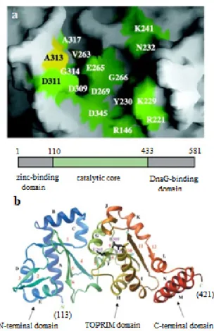 Figure 3 - (a) Proposed active-site of DnaG and the residues  include, (b) Structure of DnaG.