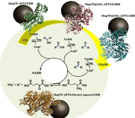Figure 2 - CO 2 -methanol cycle using formate dehydrogenase (FDH) immobilized on  MagNP-APTS, formaldehyde dehydrogenase (FalDH) and alcohol dehydrogenase  (ADH) immobilized on MagNP@SiO 2 -APTS and glutamate dehydrogenase (GDH)  immobilized on Agarose