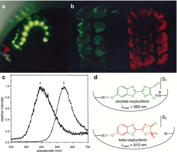 Figure 6 -  Color modulation by the abdominal yellow-green and cephalic red lanterns of Phrixothrix  heydeni (Phengodidae) (a)