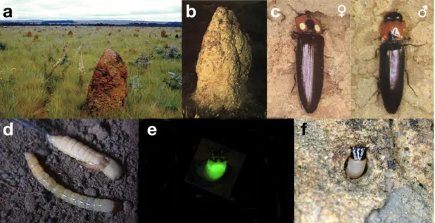 Figure 7 -  Photographs of a luminous termite mound (a, b), Pyrearinus termitilluminans adults (c), pupa and larva  ( d ) and a larva emitting green light from the prothorax hunting in the nest tunnel surface exits (e, f)