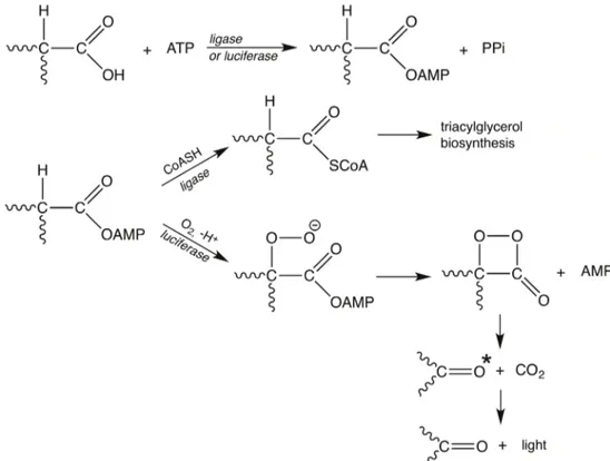 Figure 9 - The putative ligase origin of firefly luciferase. Ligases (ATP-synthetases) catalyze the  adenylation of carboxylic metabolites (RCOOH) making reactive mixed anhydride intermediates  (RCOOAMP) in microorganisms, mammals and plants