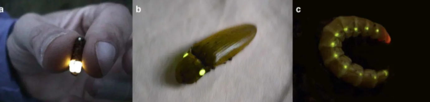 Figure 1 - Photographs of a firefly (Macrolampis omissa) (a), a click-beetle (Pyrophorus sp.) (b), and a railroad-worm (Phrixothrix  hirtus) (c).
