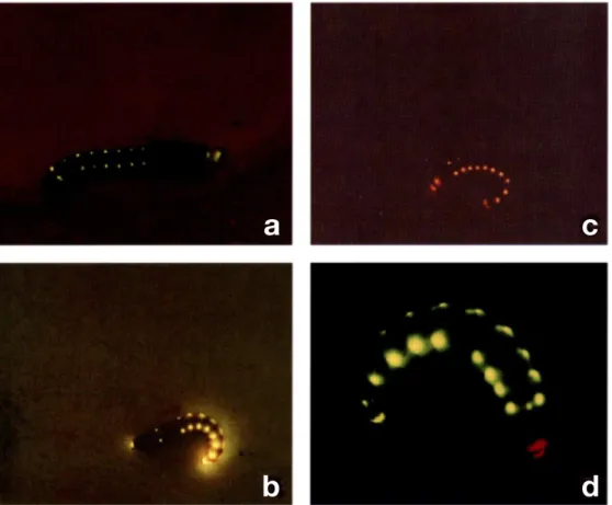 Figure 5 -  Phengodids glowing: (a) Mature larval Brasilocerus impressicollis (2-3 cm long); (b) Larviform  female Mastinocerus sp 1 