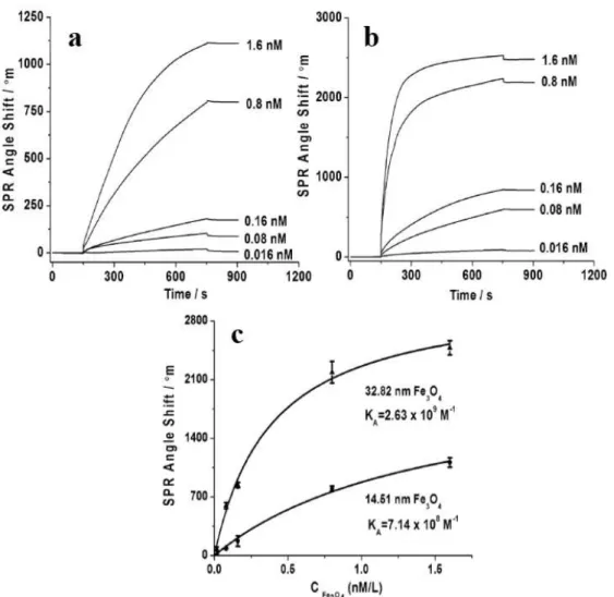 Figure 2 - (a) and (b) show the time-dependence of the SPR-angle interrogation for different concentrations of Fe 3 O 4 MNPs with average sizes 14.51 nm and 32.82 nm, respectively