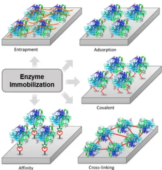 Figure 7 - Main methods of enzyme immobilization. Reprinted  from (Luz et al. 2014) with permission of John Wiley and Sons.