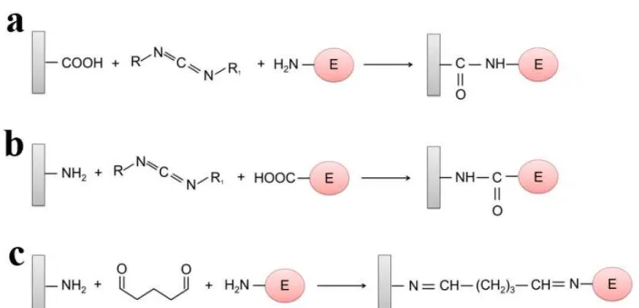 Figure 8 - Enzyme immobilization on (a) carboxylated and (b) aminated surfaces by carbodiimide coupling; (c) Enzyme  immobilization on amino-functionalized surfaces by glutaraldehyde coupling.