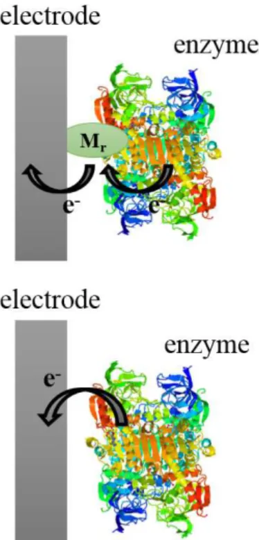 Figure 1 - Schematic representation  of (a) mediated electron transfer,  where M r  corresponds to the redox  mediator, and (b) direct electron  transfer.