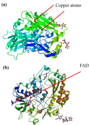 Figure 2 - Structural representation of (a) bilirubin oxidase  from Myrothecium verrucaria (PDB: 2XLL) emphasizing the  metallocenter, and (b) glucose oxidase from Aspergillus niger  (PDB: 1CF3) emphasizing the organic cofactor.