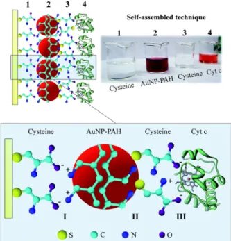 Figure 3 - Stepwise schematic illustration showing the  fabrication of the Au/Cys/AuNP-PAH/Cys/Cyt-c electrode  and photographs of the cysteine, AuNP-PAH, and Cyt-c  solutions used to modify the electrodes