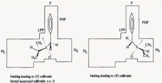Figure 11 - Binding model for substrates bearing small alkyl groups (Holland et al. 1997b)