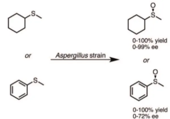 Figure 13 - Use of several Aspergillus strains as biocatalysts  for the oxidation of cyclohexyl(methyl)sulfide and alkyl aryl  sulfide.
