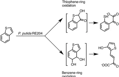 Figure 23 - Oxidation of benzothiophene with Pseudomonas putida RE204.