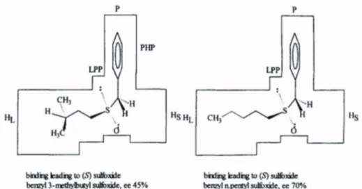 Figure 10 - Binding model for substrates bearing large alkyl groups. (Holland et al. 1997b)  Reprinted with permission from Elsevier (Holland et al