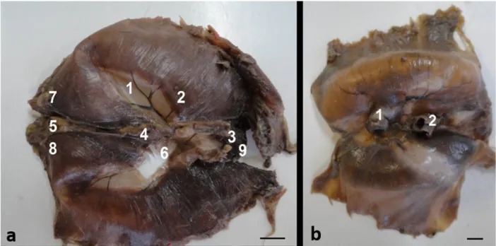 Figure 1 - Fotomacrography of abdominal face of the diaphragm of the Saimiri sciureus